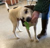 Phantom: Not at the Shelter (Joan)