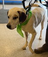Phantom: Not at the Shelter (Joan)