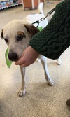 Phantom: Not at the Shelter (Joan)