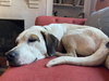 Phantom: Not at the Shelter (Joan)