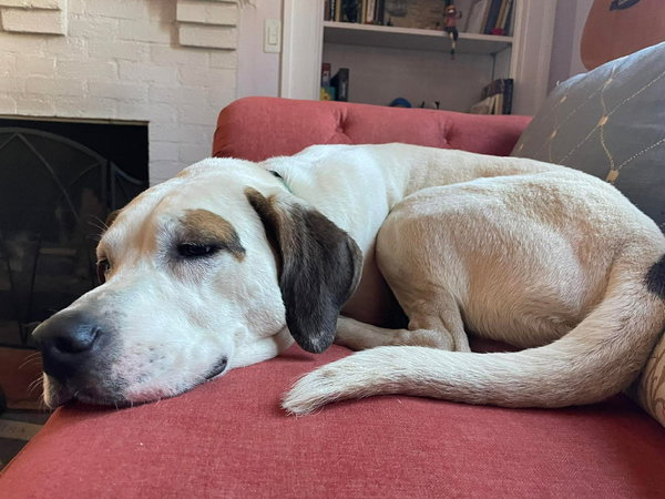 Phantom: Not at the Shelter (Joan)