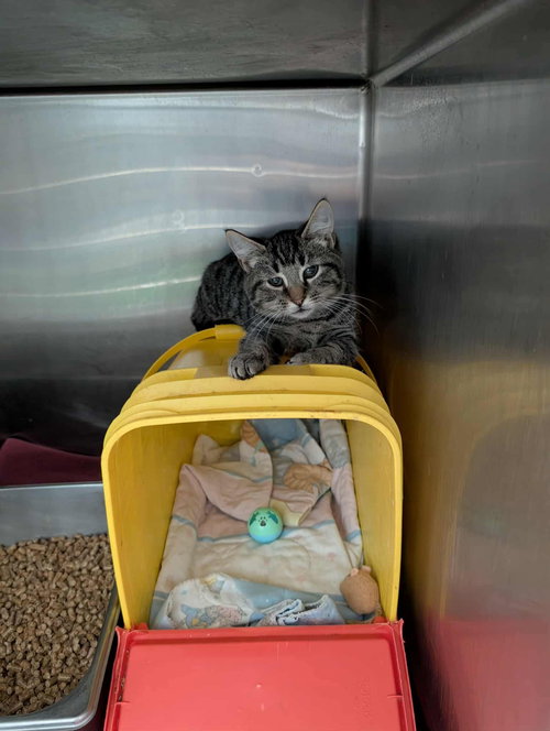 Outlaw - Not at shelter (Kelsey)