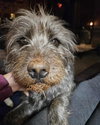 Harrison: Not at shelter (Kendra)
