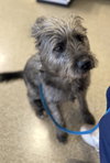 Harrison: Not at shelter (Kendra)