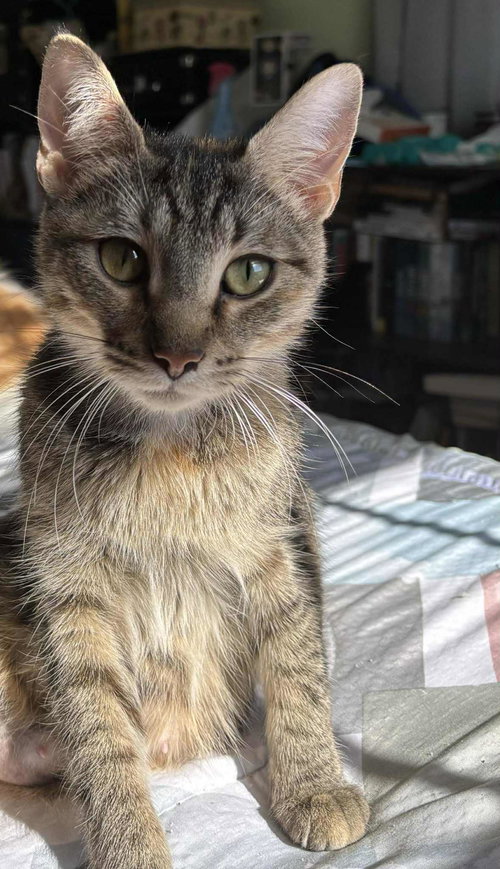 Annabelle-Not at the Shelter (Kristy)