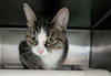 Buffy: At shelter