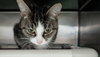 Buffy: At shelter