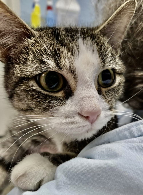 Buffy: At shelter