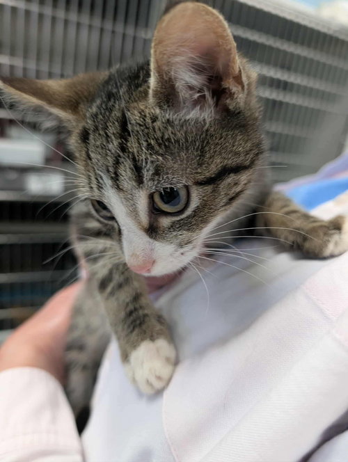 Chip - At shelter