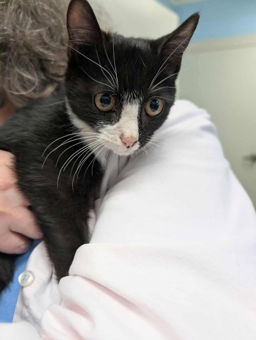 Ernie - At shelter