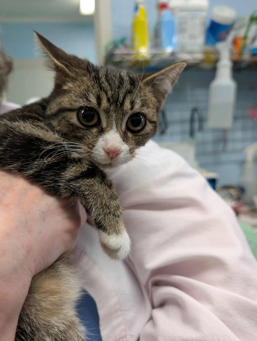 Robbie - At shelter