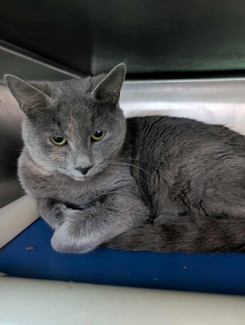Gertrude: At shelter
