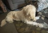 Milton - At shelter available 11/17