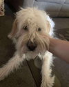 Milton - At shelter available 11/17
