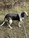 Tatum: Not at shelter (Wendy)