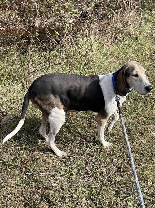 Tatum - At shelter