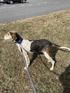 Tatum - At shelter