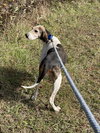 Tatum - At shelter