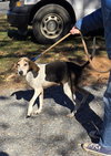 Tatum: Not at shelter (Wendy)