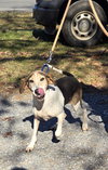 Tatum: Not at shelter (Wendy)