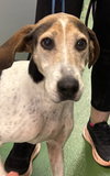 Tatum: Not at shelter (Wendy)
