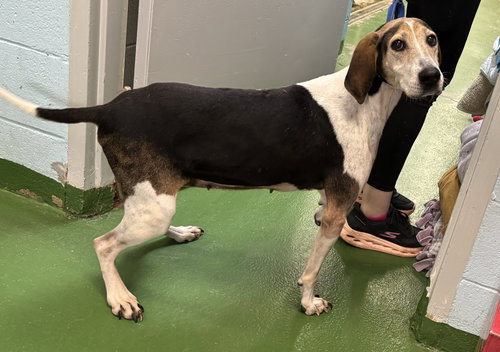 picture of the dog needing adoption