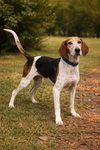 Tatum: Not at shelter (Wendy)