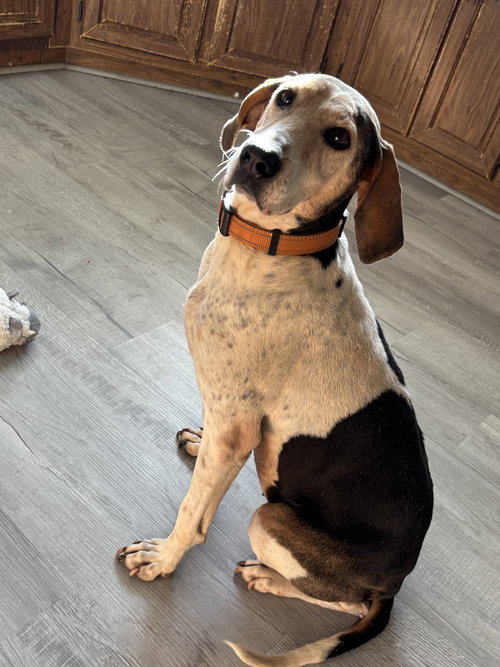 Tatum: Not at shelter (Wendy)
