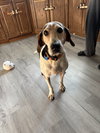 Tatum: Not at shelter (Wendy)