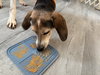 Tatum: Not at shelter (Wendy)