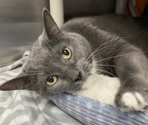 Purrkins: At shelter
