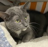 Purrkins: At shelter