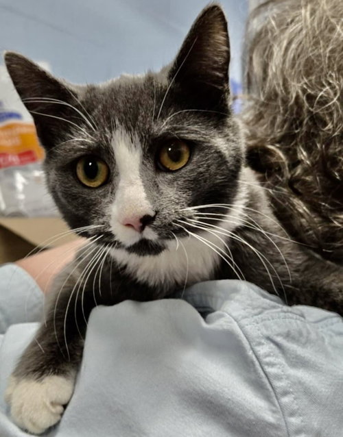 Tammy: At shelter