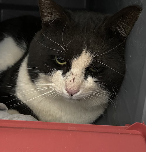 Buddy: At shelter