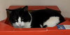 Buddy: Not at shelter (Cindy)