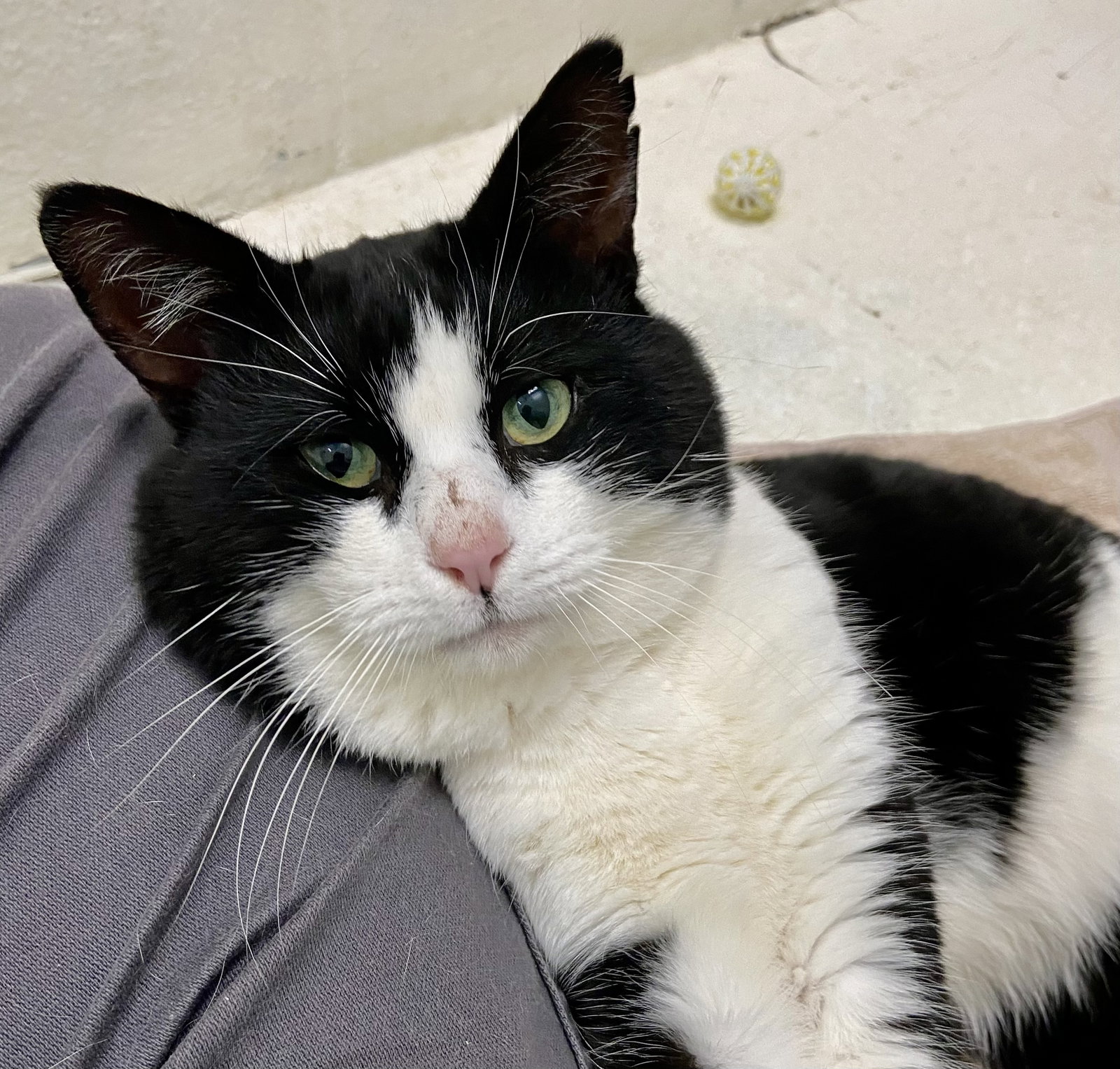 Buddy: Not at shelter (Cindy)
