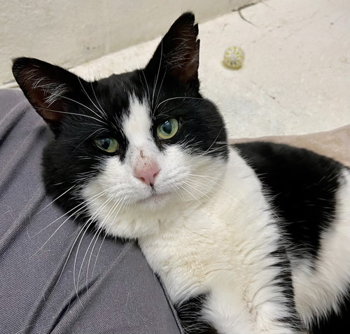 Buddy: Not at shelter (Cindy)