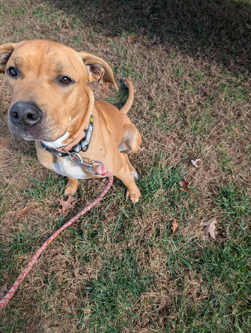 Thor - At shelter