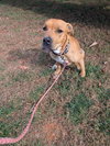 Thor - At shelter