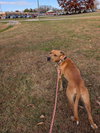 Thor - At shelter