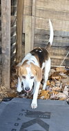 Chap - At shelter available 11/19