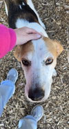 Chap - At shelter available 11/19
