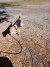 Maryann - At shelter available 11/21