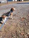 Maryann - At shelter available 11/21