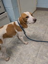 Ginger - At shelter available 11/21