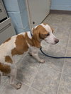 Ginger - At shelter available 11/21