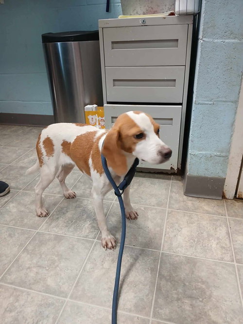 Ginger - At shelter available 11/21