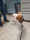 Ginger - At shelter available 11/21