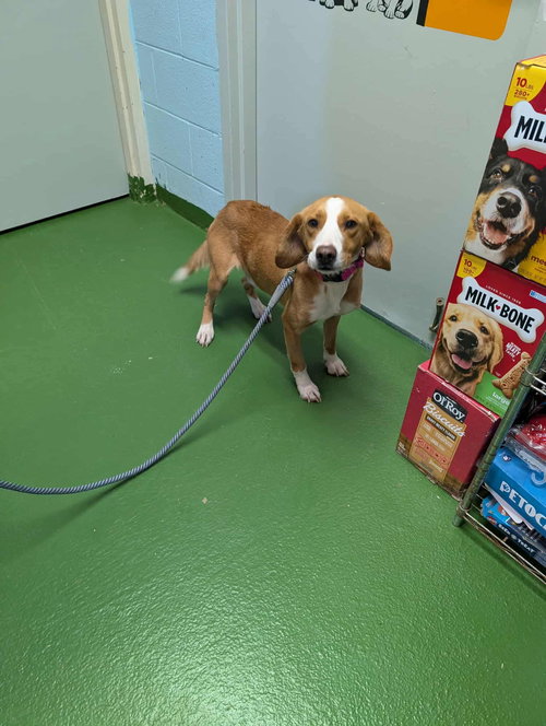 Rusty -  At shelter available 11/21