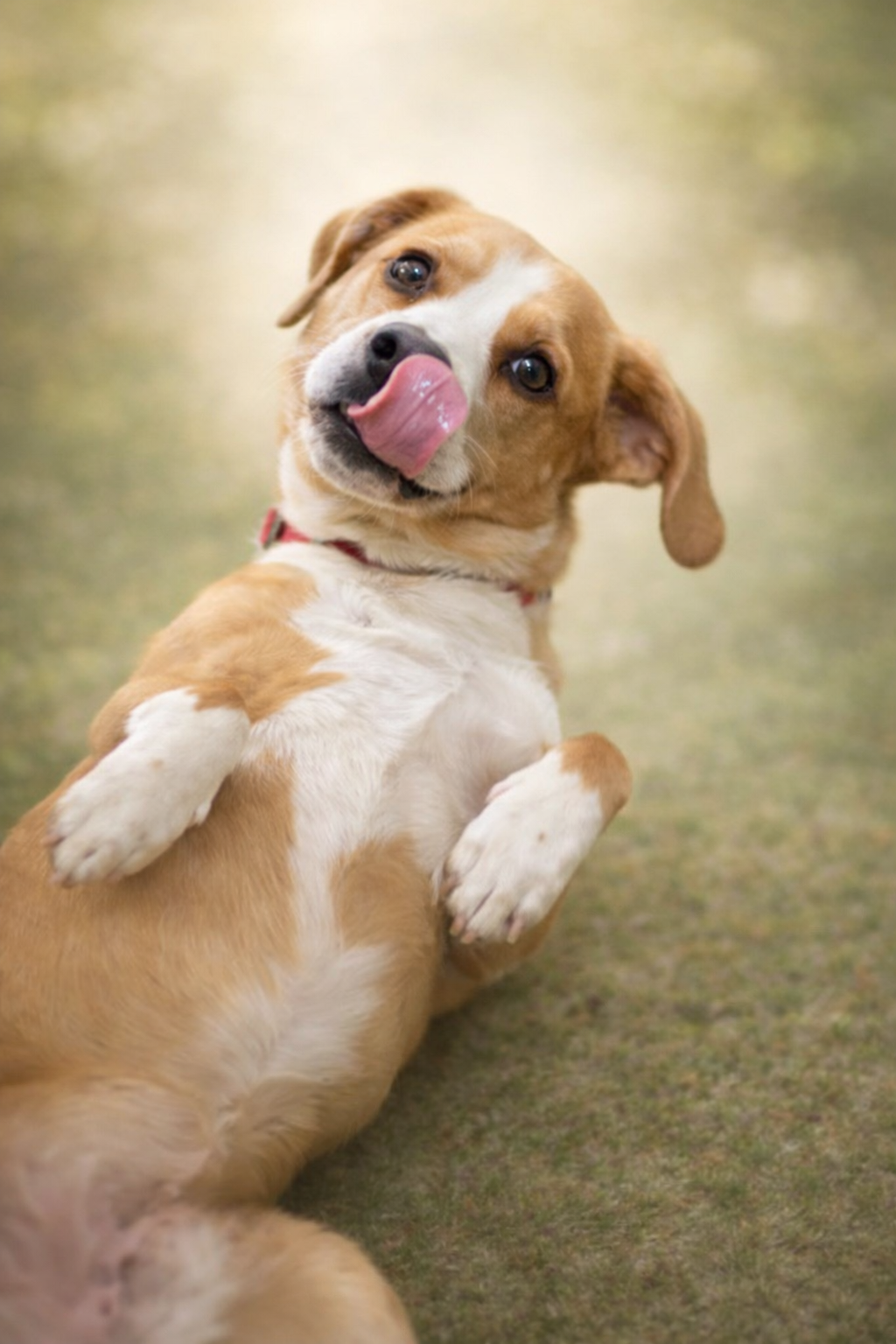 Rusty: Not at shelter (Bonnie)